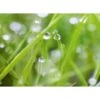 Spritzschutz-Rückwand WandArt Easy 80 Cm X 58,5 Cm Grass (D4002P BRIL) FSC® -Küchenwelt Verkauf 424157 3526 1