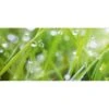 Spritzschutz-Rückwand WandArt Easy 120 Cm X 58,5 Cm Grass (D4002P BRIL) FSC® -Küchenwelt Verkauf 424237 3526 1