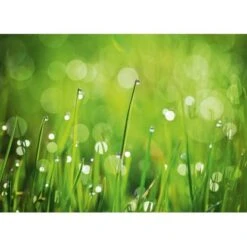 Eurographics Kitchen Glas SpritzschutzGreen Morning II 65cm X 90 Cm 7 Eurographics Kitchen Glas SpritzschutzGreen Morning II 65cm X 90 Cm -Küchenwelt Verkauf 561830 1041 dgs dt40091 1